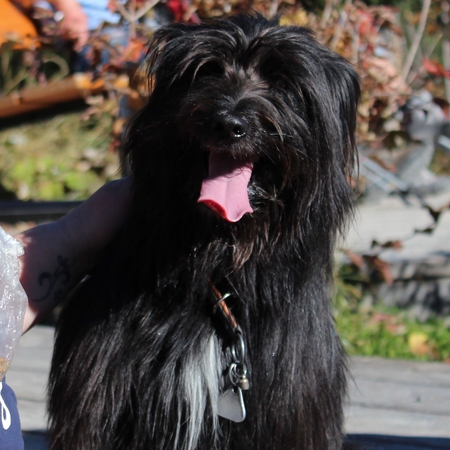 Hundetreffen 2015 im Allgäu (10)